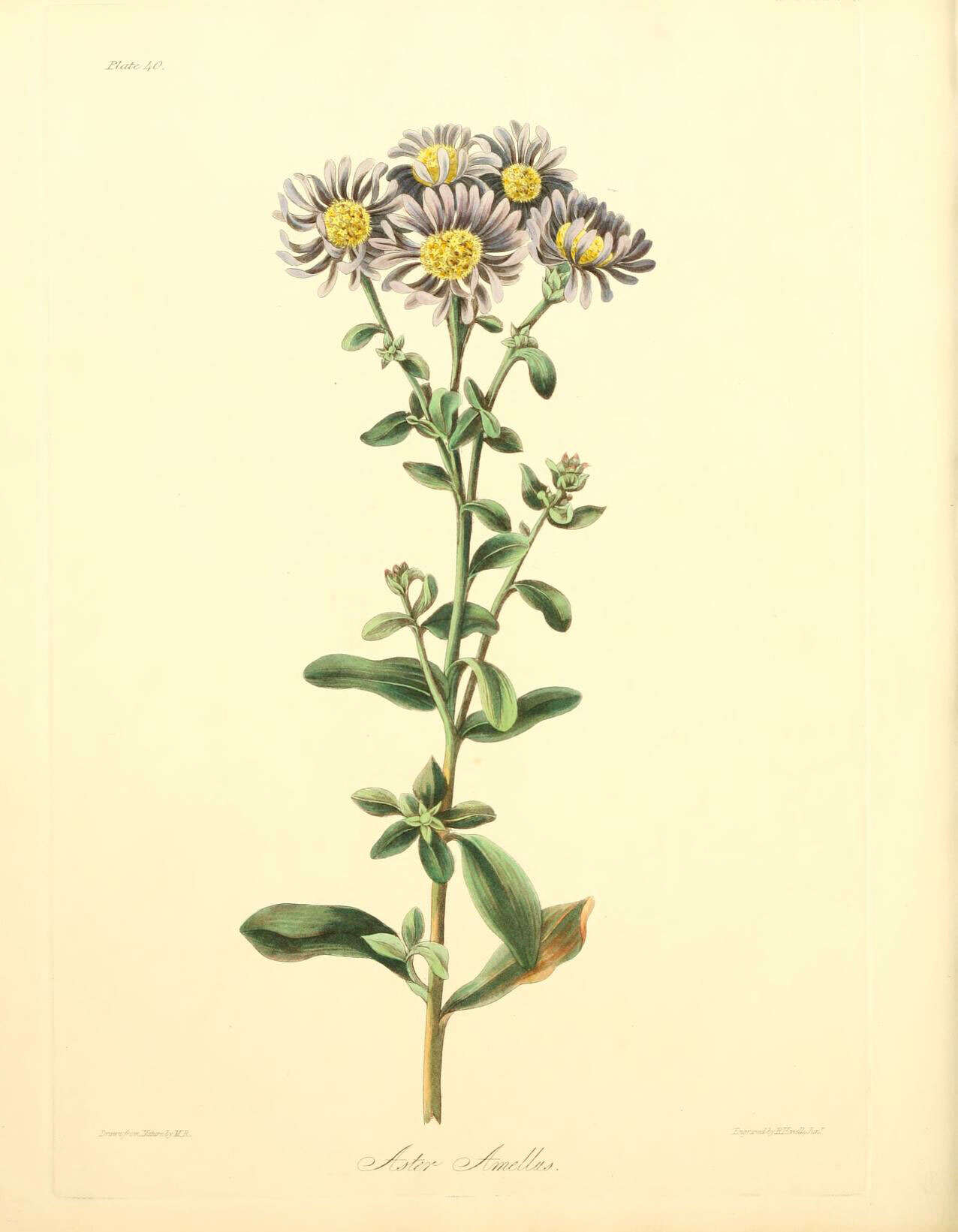 Image of European Michaelmas-daisy