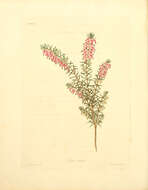 Слика од Erica carnea L.