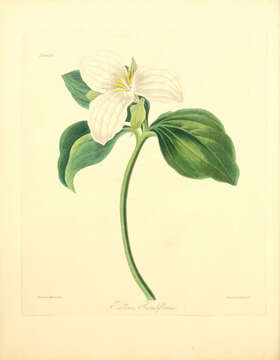 Image of White trillium