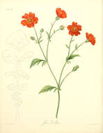 Image of Geum quellyon Sweet