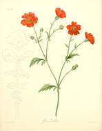 Слика од Geum quellyon Sweet