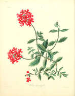 Sivun Glandularia peruviana (L.) Small kuva