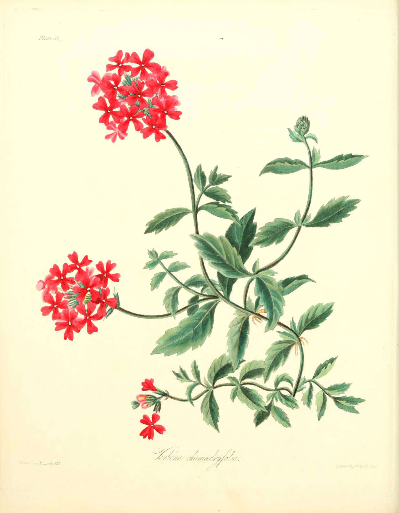 Image of Peruvian mock vervain