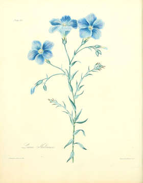 Image of Blue flax