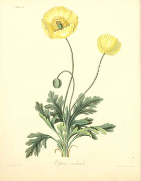 Image of Iceland Poppy