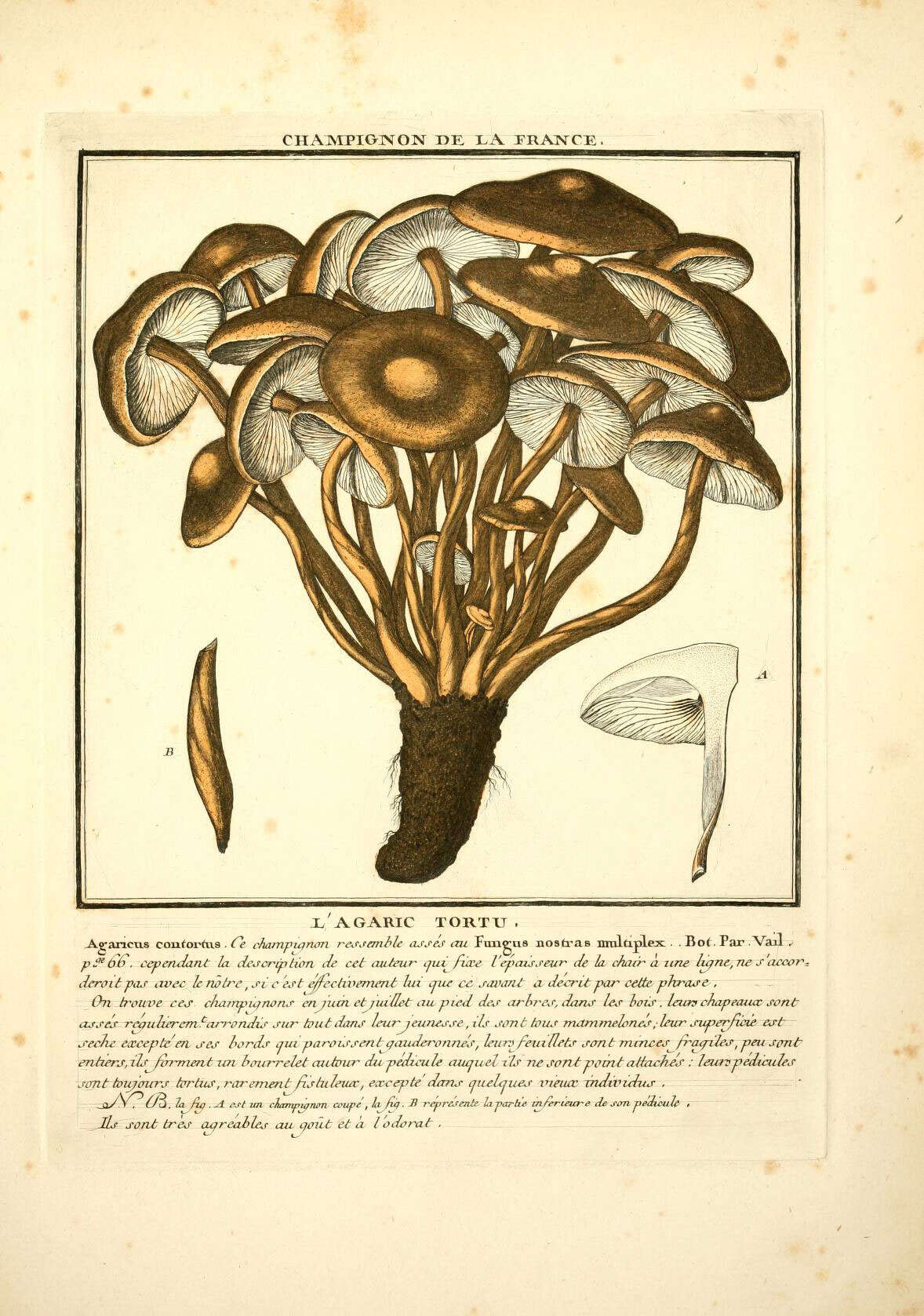 Image of Gymnopus fusipes (Bull.) Gray 1821