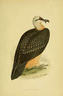 Image de Gypaetus Storr 1784