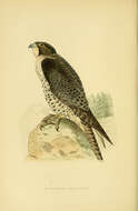 Image of Gyr Falcon