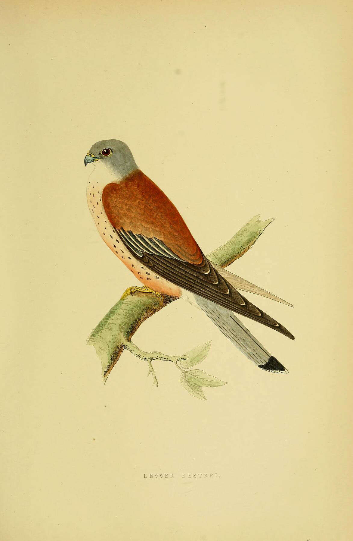 Image of Lesser Kestrel