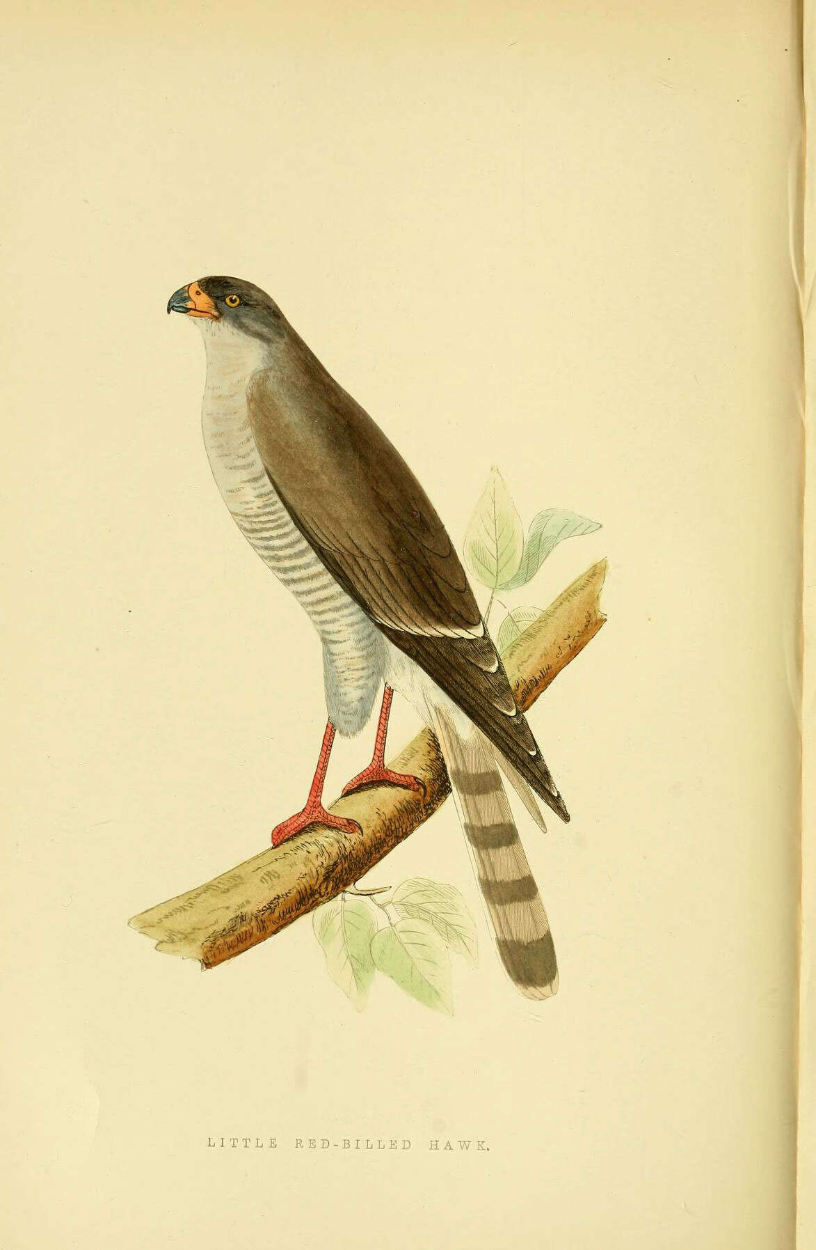 Imagem de Micronisus Gray & GR 1840
