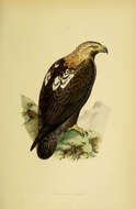 Image of Asian Imperial Eagle