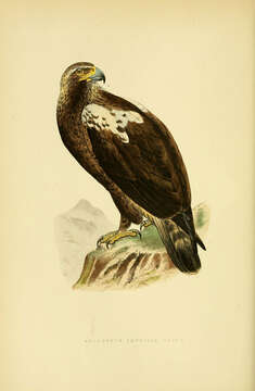 Image of Asian Imperial Eagle