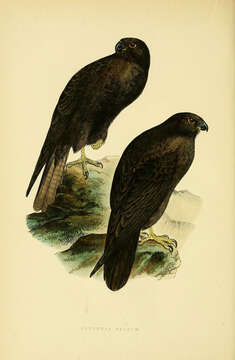 Image of Eleonora's Falcon