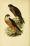 Image of Eleonora's Falcon