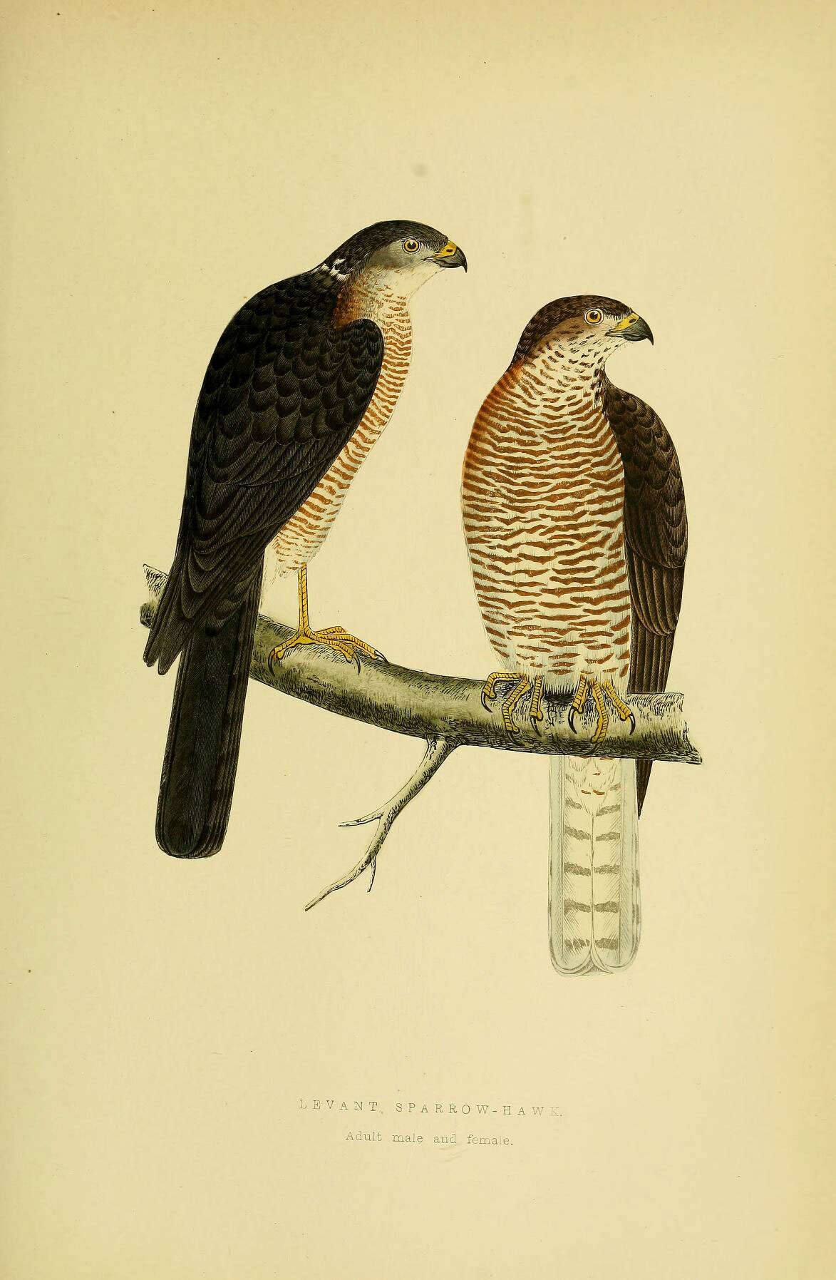 Imagem de Accipiter brevipes (Severtsov 1850)