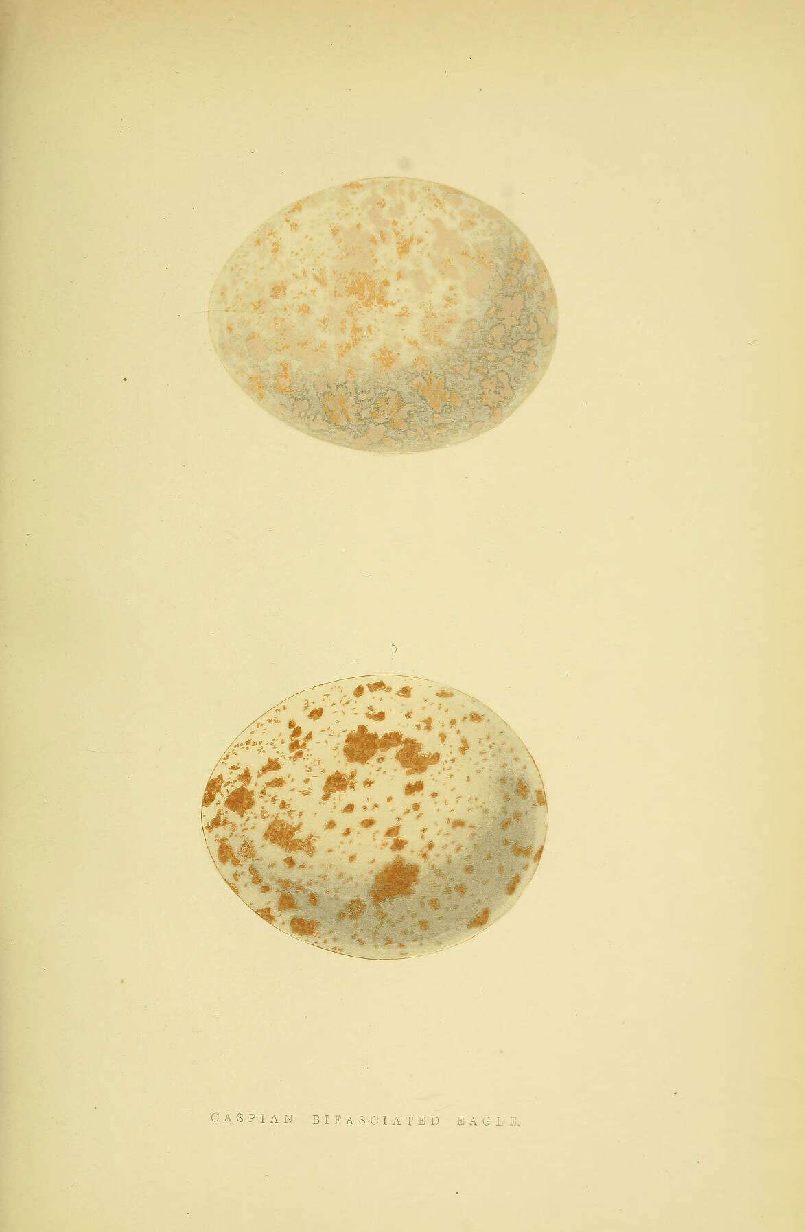 Image of Aquila nipalensis orientalis Cabanis 1854