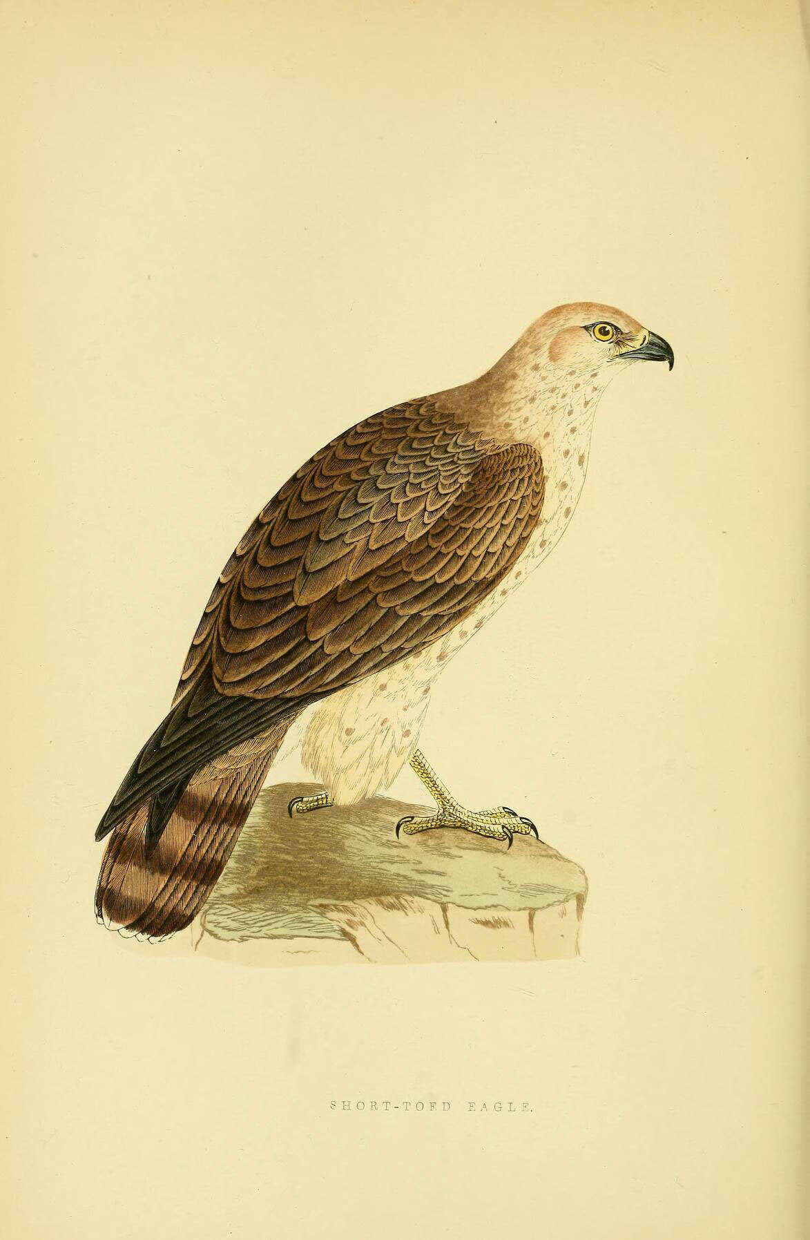 Image of Short-toed Eagle