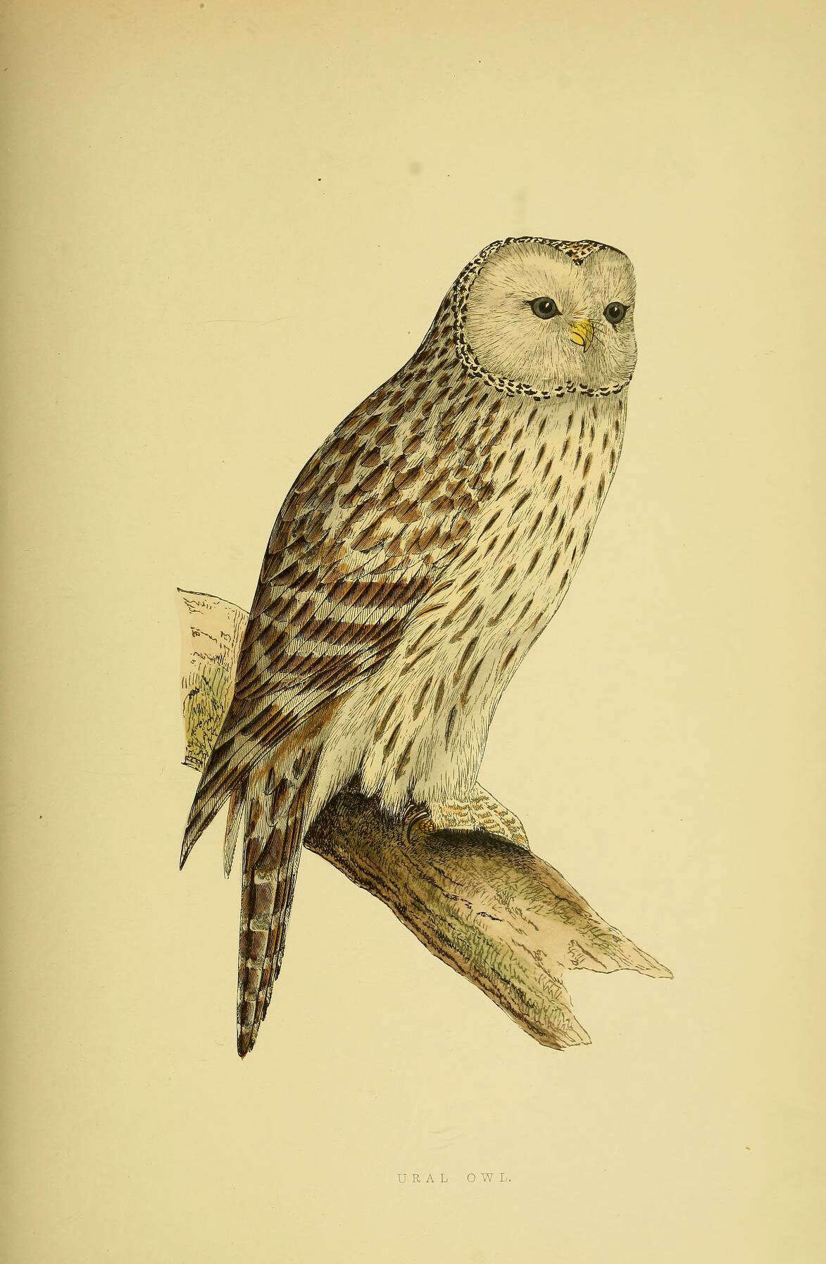 Image of Ural Owl