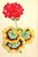 Image of Geranium