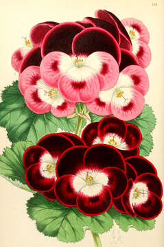 Image of Geranium