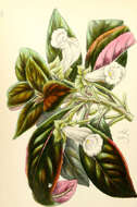 Image of Sinningia barbata (Nees & Mart.) Nichols.