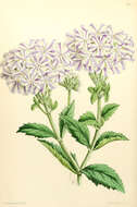 Image of vervain