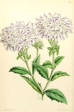 Image of vervain