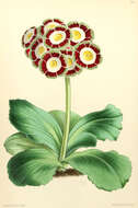 Image of Primula auricula L.
