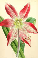 Image of Hippeastrum pardinum (Hook. fil.) Dombrain