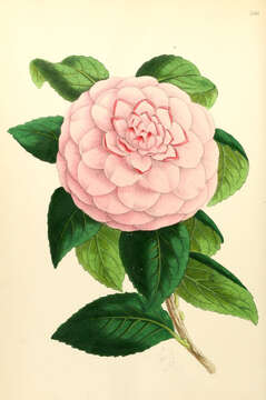 Слика од Camellia