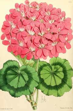 Image of Geranium