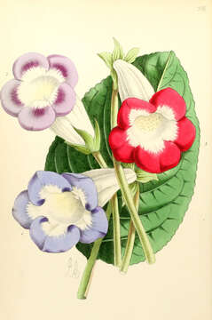 Image of gloxinia