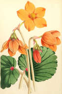 Image de Begonia veitchii Hook. fil.