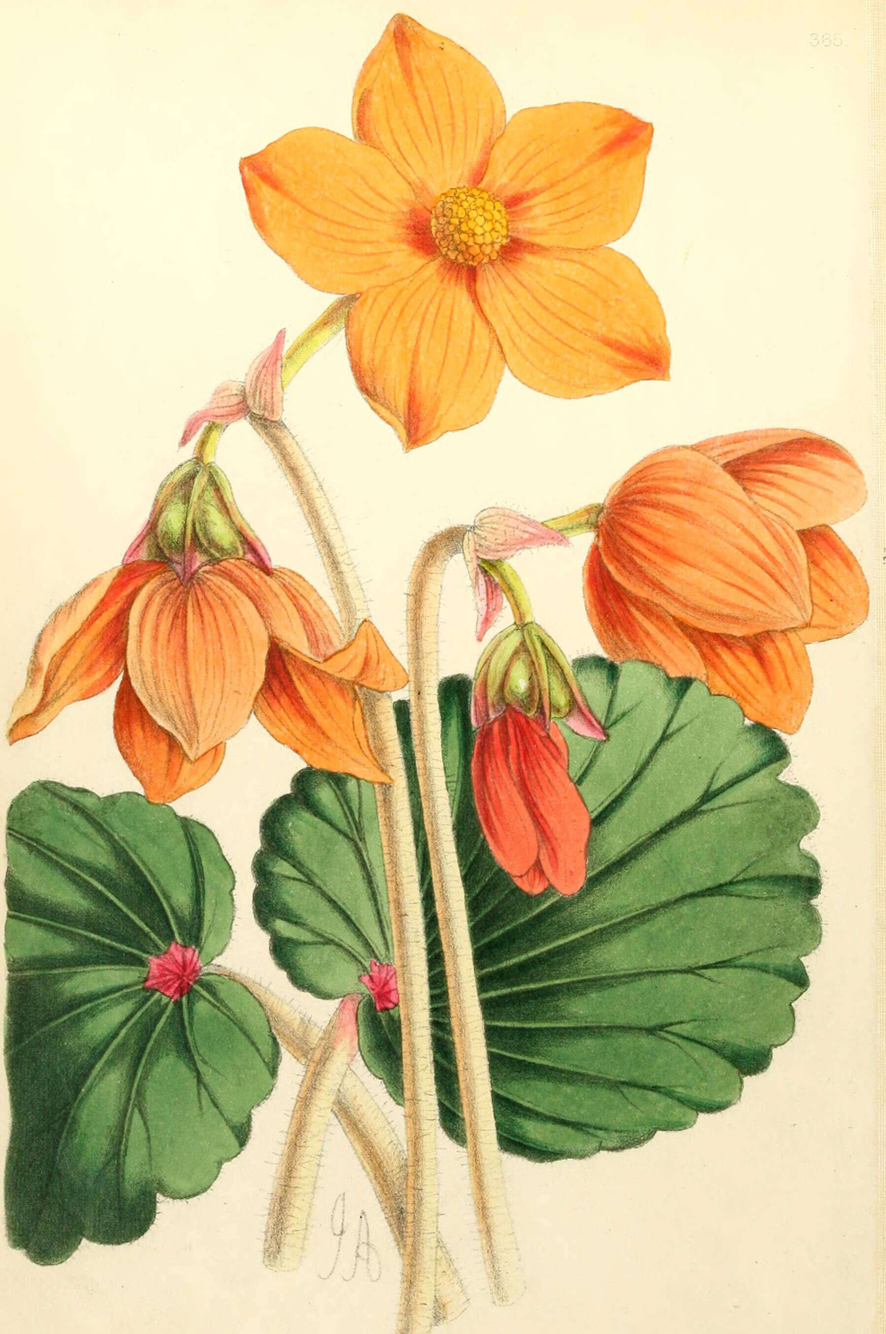 Слика од Begonia veitchii Hook. fil.