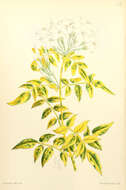 Image of Asiatic jasmine