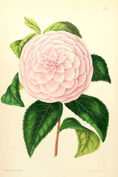 Image of camellia