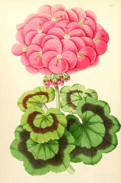 Image of Geranium