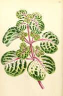 Image of Herbst's bloodleaf