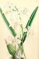 Image of orchid