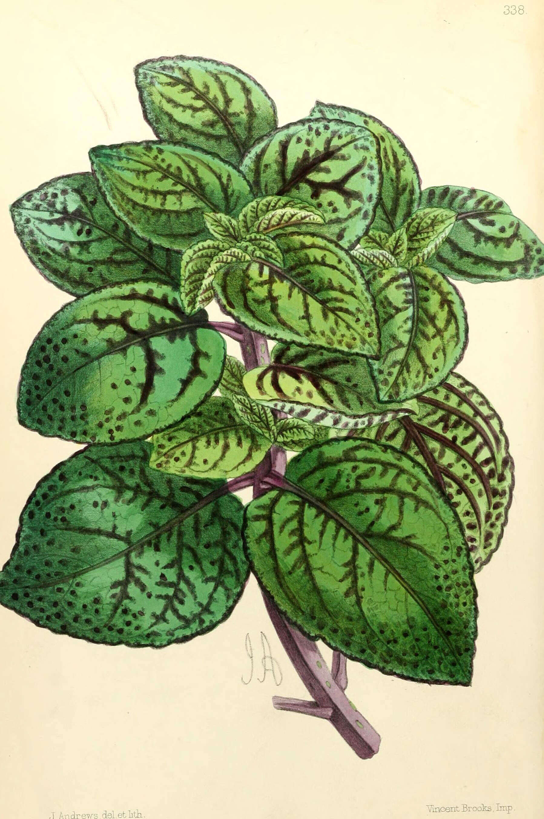 Image of coleus