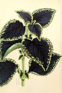 Image of coleus