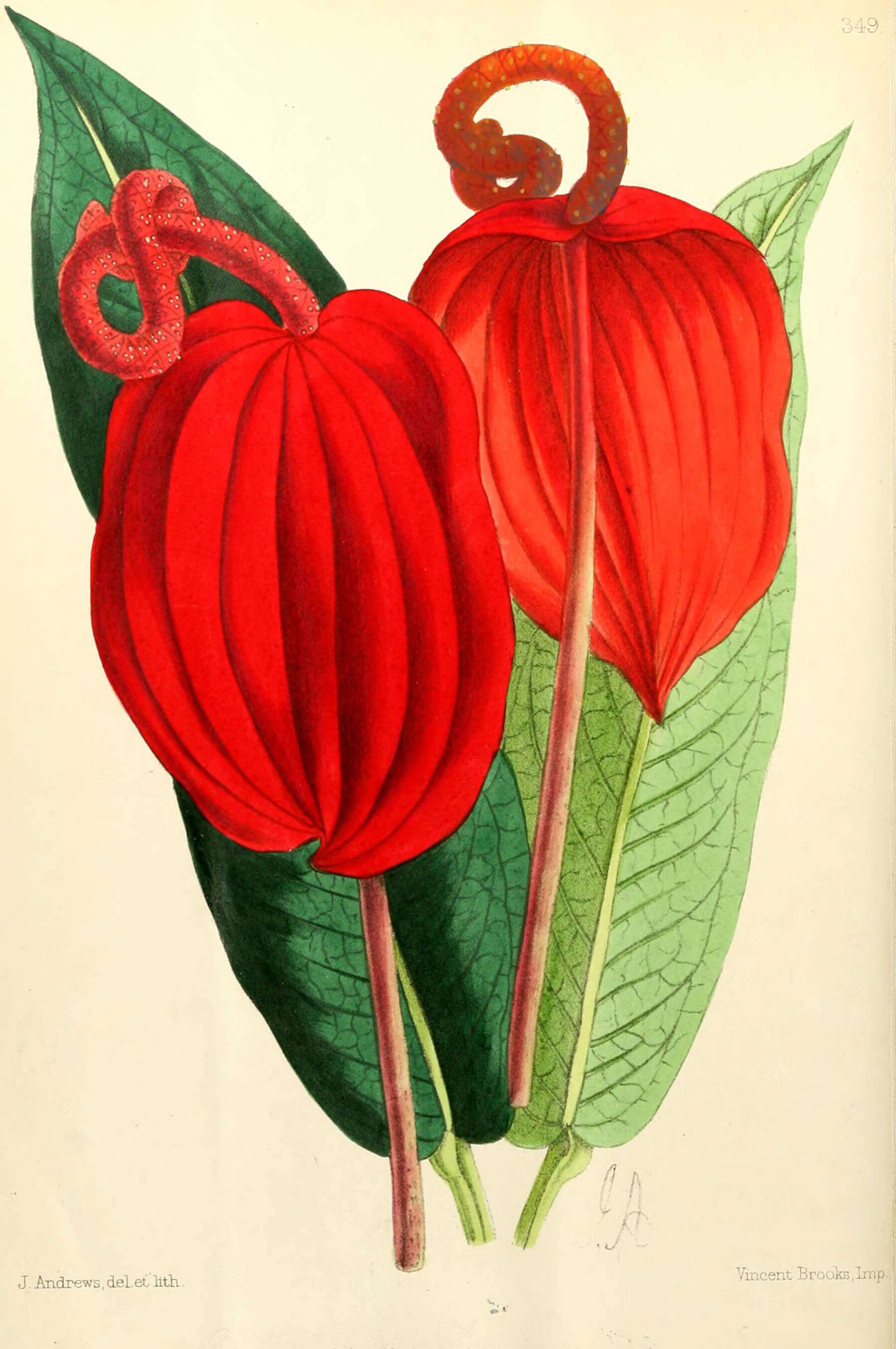 Image of Anthurium scherzerianum Schott