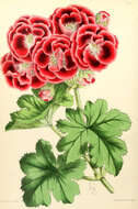 Image of Geranium