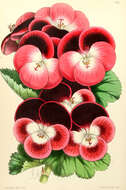 Image of Geranium