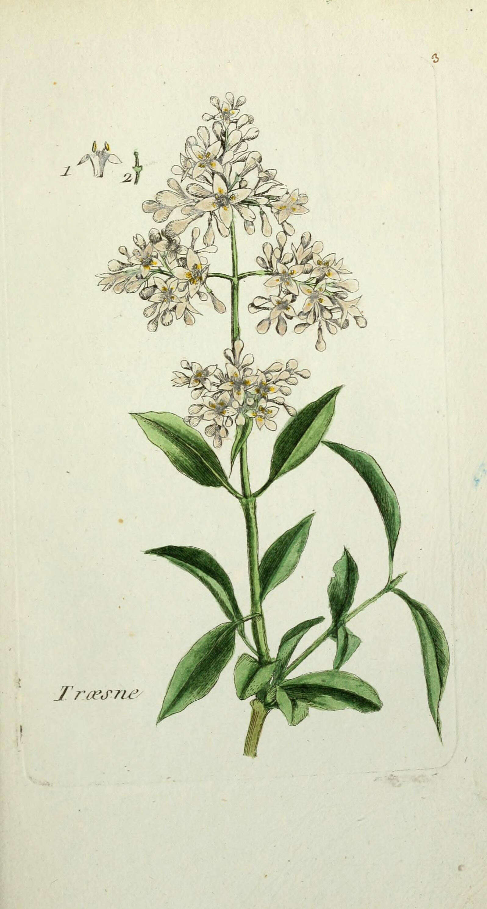 Image of European privet