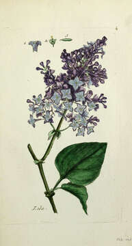 Image of Common Lilac