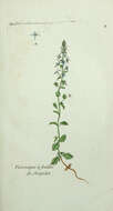 Image of thymeleaf speedwell