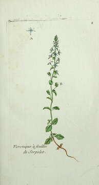 Image of thymeleaf speedwell