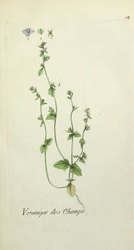 Image of Green field-speedwell