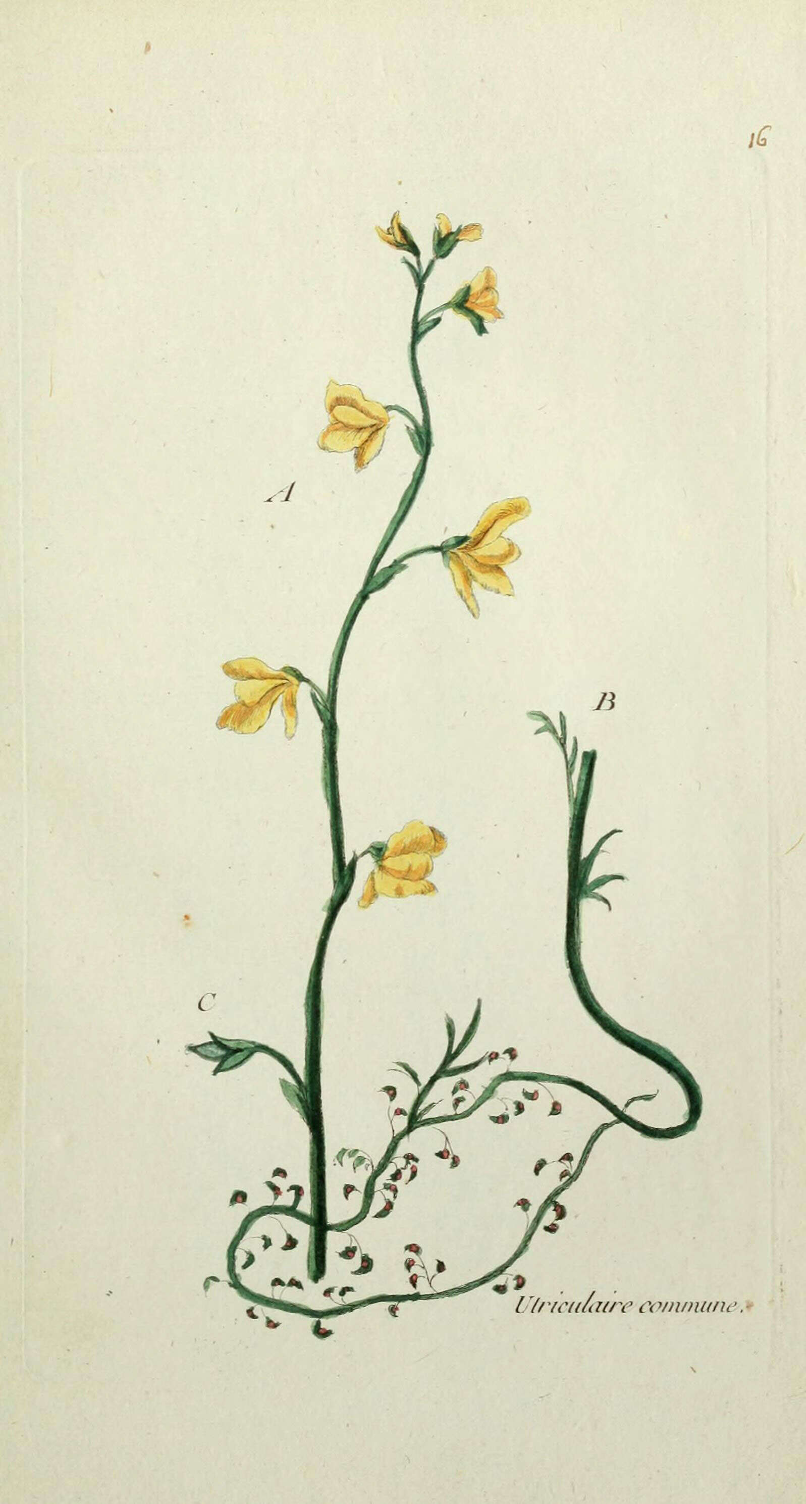 Image of Greater Bladderwort